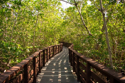 A Boardwalk Going Through a Lush and Bright Green Forest