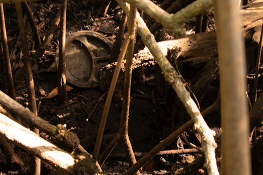 A Dirt Covered Paper Plate in a Swamp Surrounded by Trees and Foliage