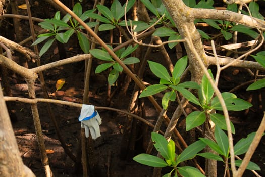 A White Glove Hanging on a Branch in a Swamp Surrounded by Branches and Foliage