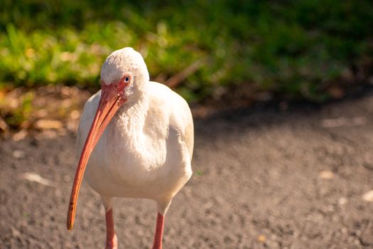 A Lone White Ibis Coming Close to the Camera in Search of Food