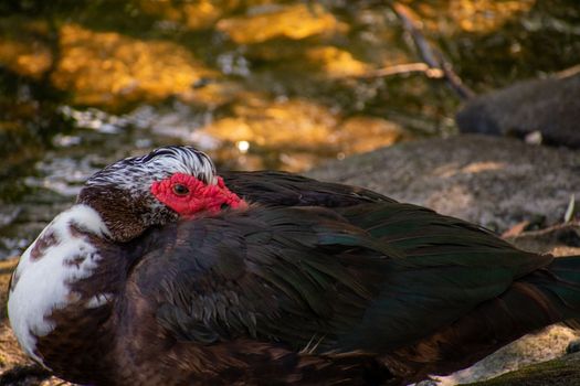 A Large Brown Muscovy Duck Looking at the Camera Resting in the Shade