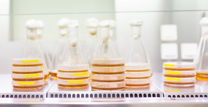 Cell culture samples on LB agar medium in petri dishes and Erlenmeyer flask in laminar flow. Agar plates are used by biologists to culture cells, mold, fungi, bacteria or small moss plants.