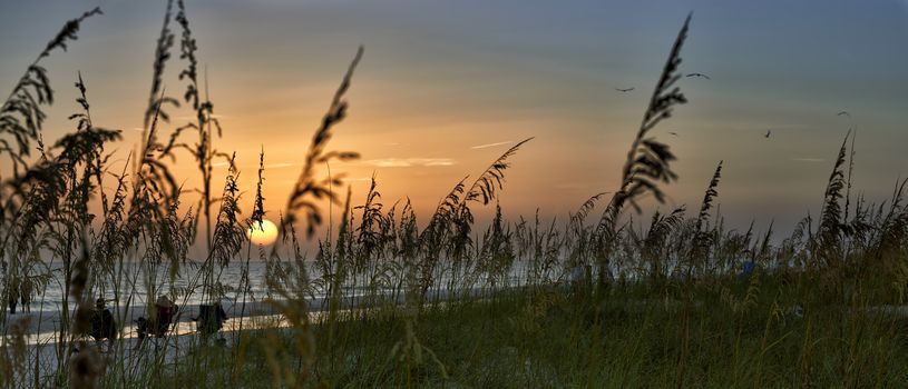 Panorama of sunset through reeds on beach,Anna Maria Island,Florida