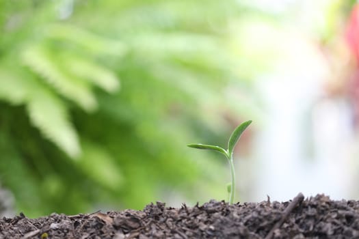 Young green sprout plants growing in the morning