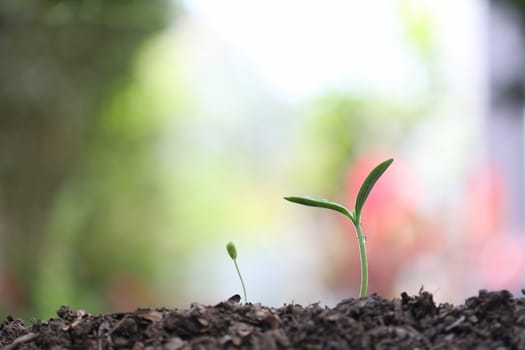 Young green sprout plants growing in the morning