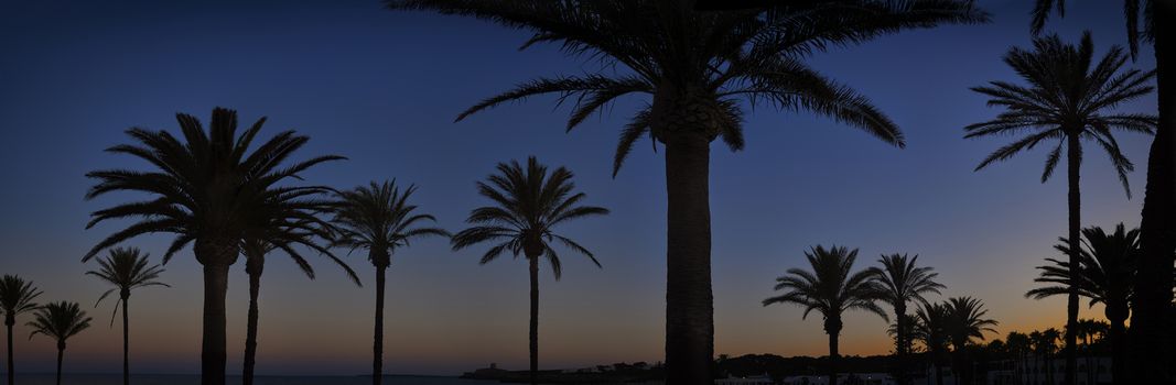 Panorama of silhouettes of Palm trees at sunset on Mediterranean Island of Menorca