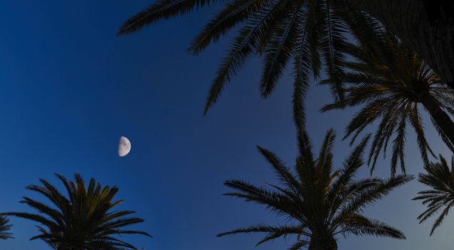 Panorama of silhouettes of Palm trees at sunset on Mediterranean Island of Menorca