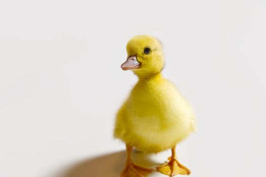 Few days old yellow duckling isolated close-up