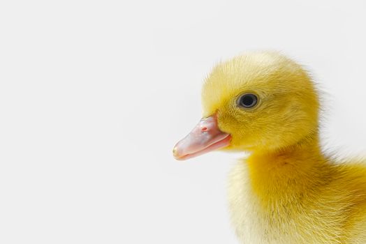 Few days old yellow duckling isolated close-up