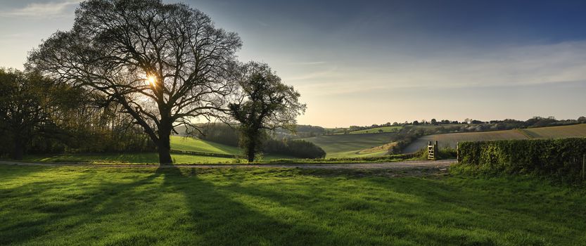 Panoramic view of Oak tree in front of landscape in The Chilterns, England