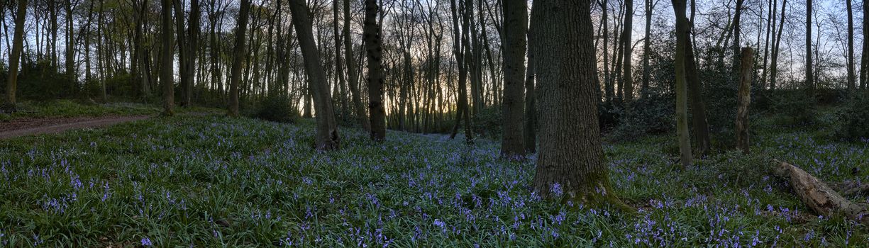 Panoramic view of bluebells in woods at dusk in the UK                               