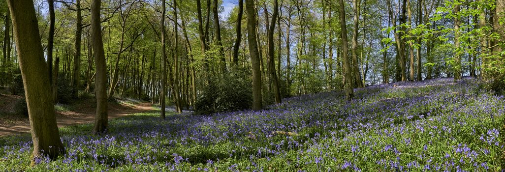 Panoramic view of woods showing a footpath and flowering bluebells at springtime in The Chiltern Hills, England                             