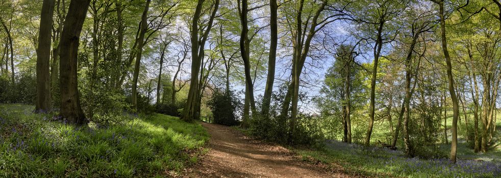 Panoramic view of woods showing a footpath leading upto a stile and flowering bluebells at springtime in The Chiltern Hills, England                             