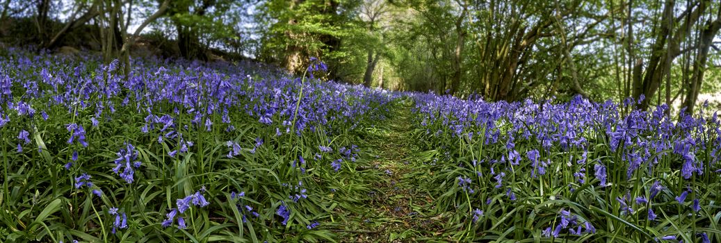 Low angle Panoramic view of woods showing a footpath and flowering bluebells at springtime in The Chiltern Hills, England                             