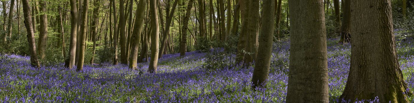 Panoramic view of woods showing  flowering bluebells at springtime in The Chiltern Hills, England                             