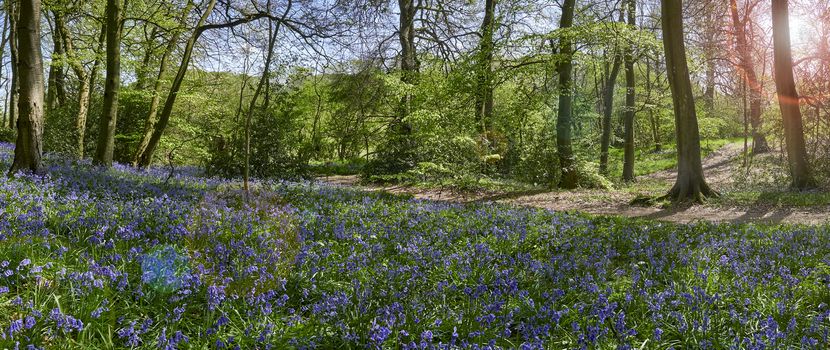 Panoramic view of woods showing a footpath and flowering bluebells at springtime in The Chiltern Hills, England                             