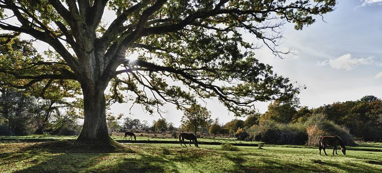 Panoramic view of wild hoses grazing under large tree in New Forest,Hampshire