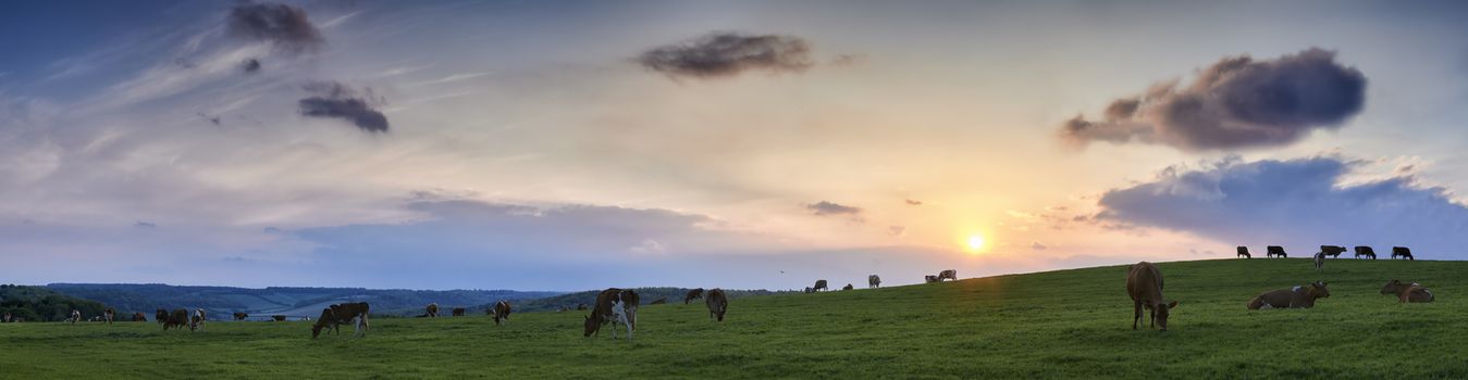 Panoramic view of a herd of scattered cows grazing in fields in The Chiltern Hills with sunset and skyscape