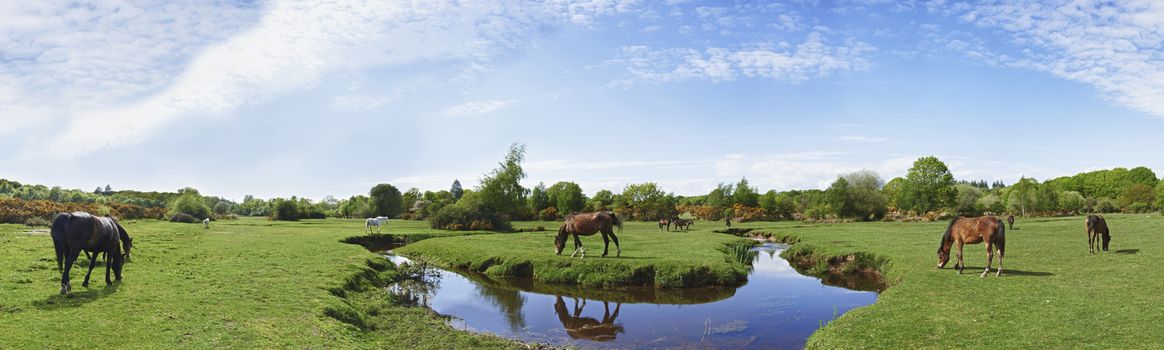 Panoramic view of wild horses grazing in the New Forest