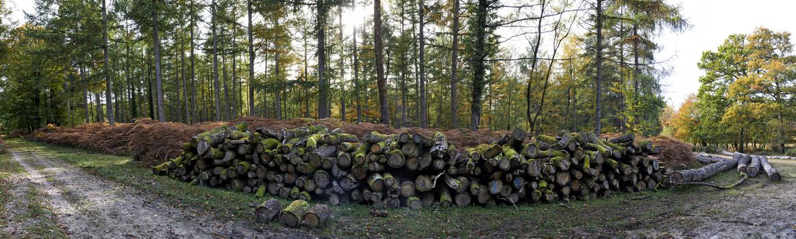 Panoramic view of felled wood stack in New Forest, Hampshire