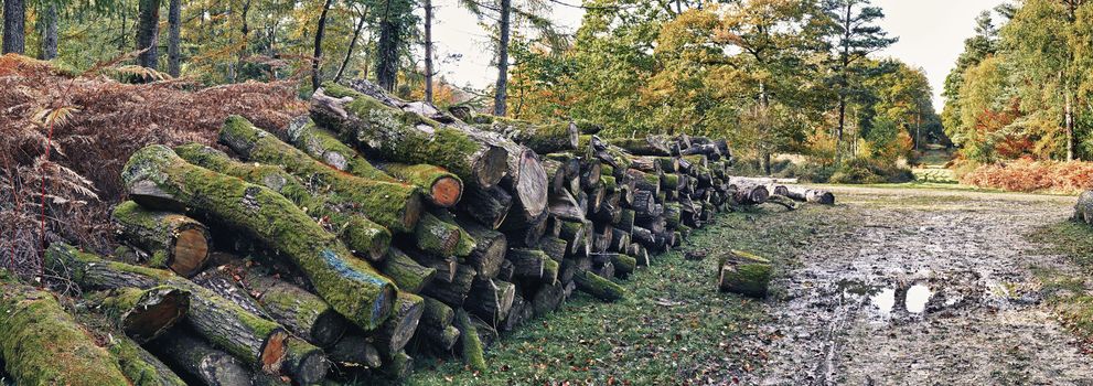 Panoramic view of felled wood stack in New Forest, Hampshire