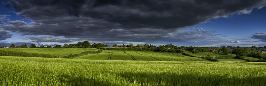 Panoramic view of green wheat growing in a field with a rain cloud overhead in The Chiltern Hills,England