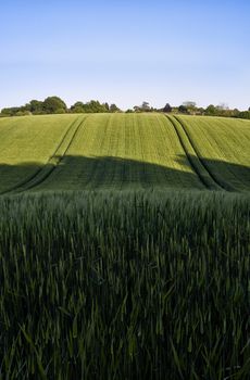 Portrait view of green wheat growing in a field in The Chiltern Hills,England