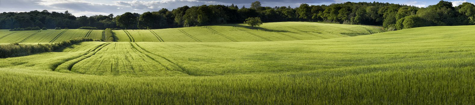 Panoramic view of green wheat growing in fields in The Chiltern Hills,England