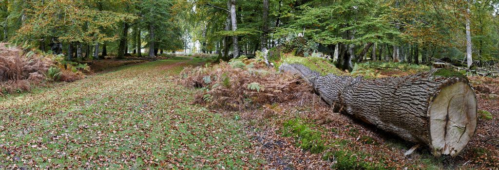 Panoramic view of felled tree trunk in New Forest, Hampshire