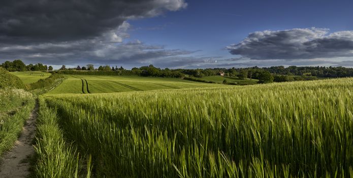 Panoramic view of green wheat growing in a field with a rain cloud overhead in The Chiltern Hills,England