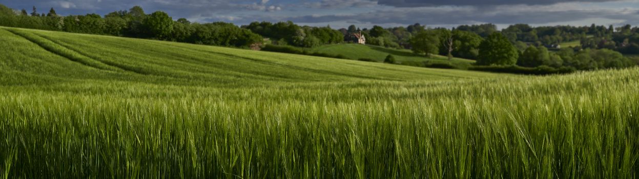 Panoramic view of green wheat growing in a field in The Chiltern Hills,England