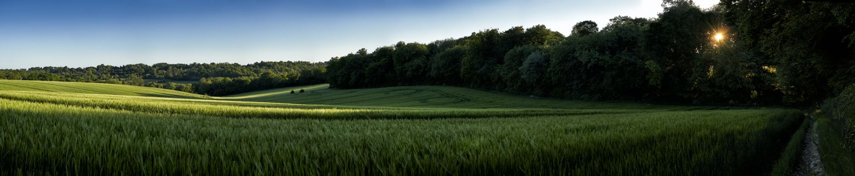 Panoramic view of green wheat growing in a field with sun setting through trees in The Chiltern Hills,England