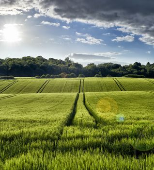 Panoramic view of green wheat growing in a field with sun shining and a rain cloud overhead in The Chiltern Hills,England