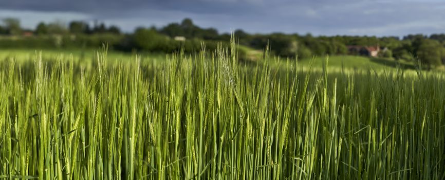 Close up of green wheat growing in a field in The Chiltern Hills,England