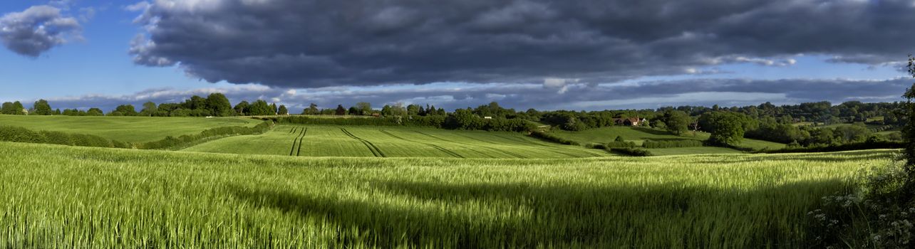 Panoramic view of green wheat growing in a field with a rain cloud overhead in The Chiltern Hills,England