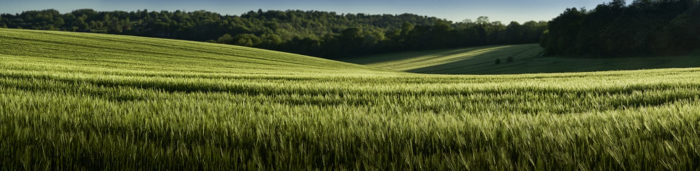 Panoramic view of green wheat growing in a field in The Chiltern Hills,England