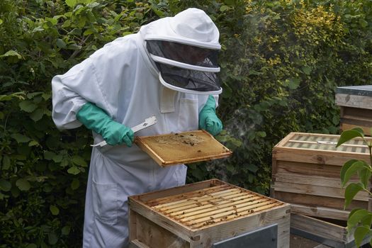 Beekeeper inspecting a frame of honey from hive