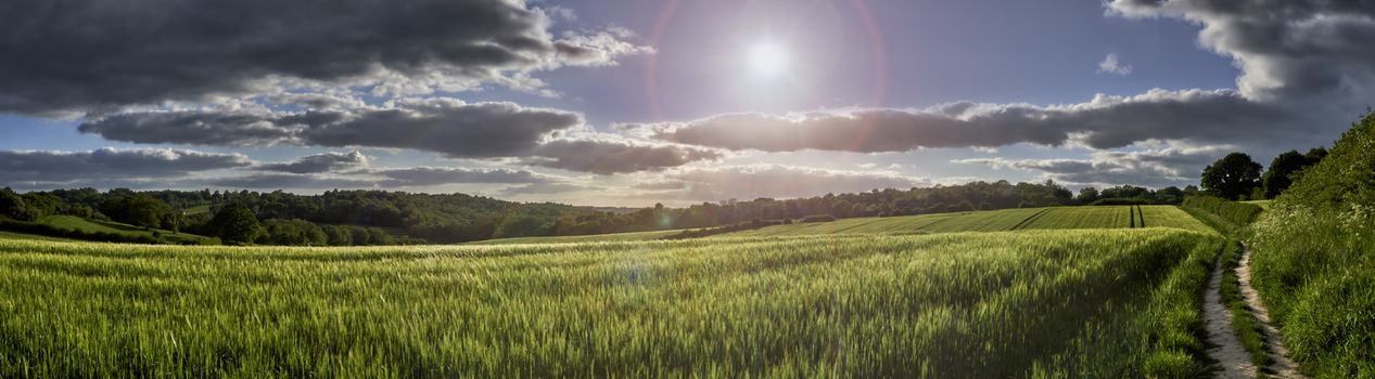 Panoramic view of green wheat growing in a field with sun flare in The Chiltern Hills,England