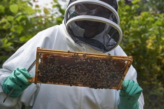 Beekeeper inspecting a frame of honey from hive