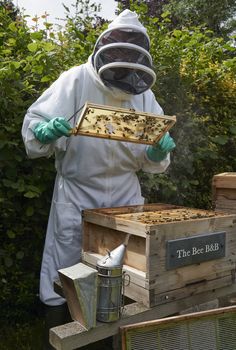 Beekeeper inspecting a frame of honey from hive