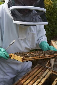 Beekeeper inspecting a frame of honey from hive