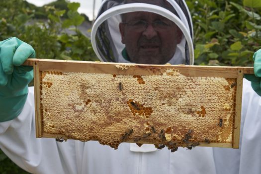 Beekeeper inspecting a frame of honey from hive