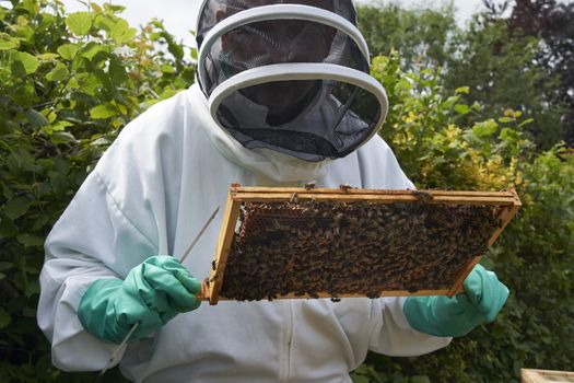 Beekeeper inspecting a frame of honey from hive