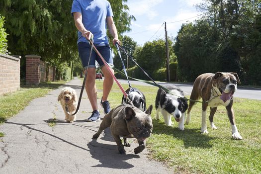 Young male dog walker walking dogs along suburban street