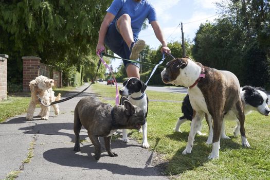 Young male dog walker struggling to walk dogs along suburban street