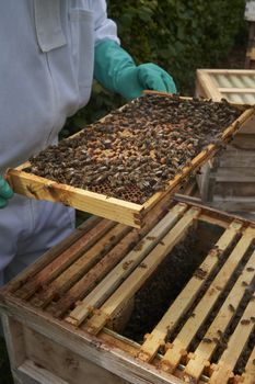 Beekeeper inspecting a frame of honey from hive