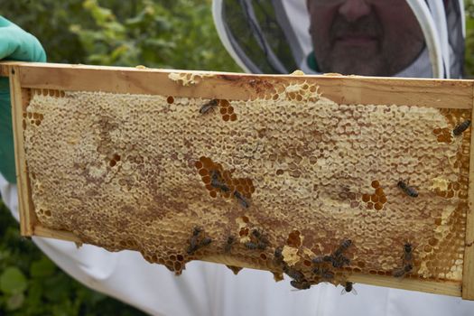 Beekeeper inspecting a frame of honey from hive