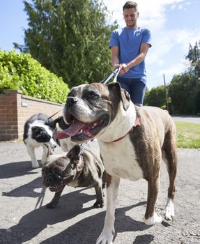 Young male dog walker walking dogs along suburban street