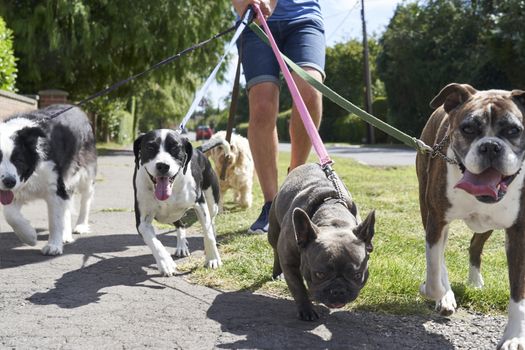 Young male dog walker walking dogs along suburban street