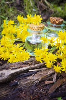 essential oil of Jacobaea flowers in organic garden. Vertical image